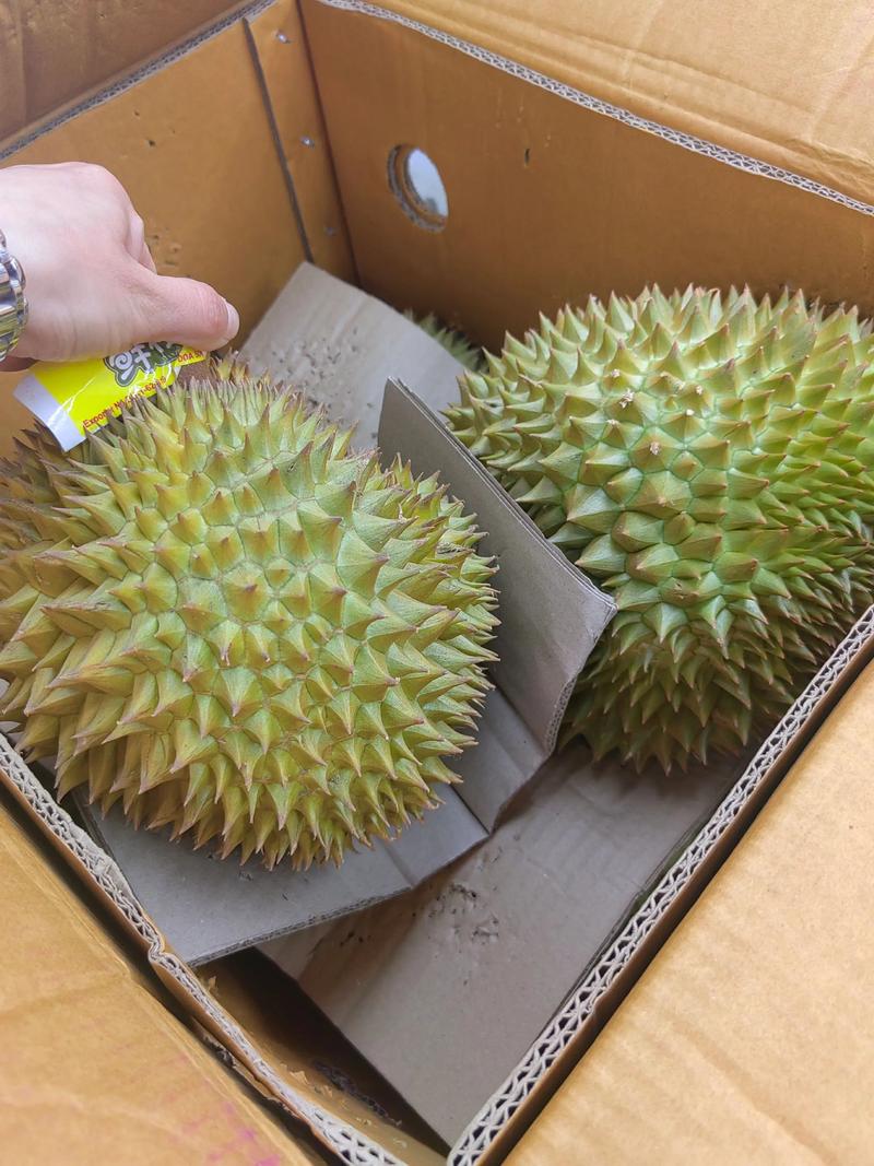 金枕榴莲 A 级